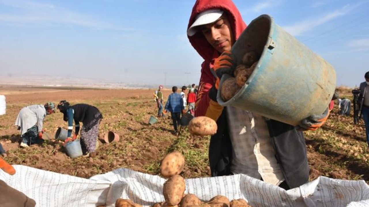 Ahlat’ta Patatesten Bu Yıl 350 Milyon TL Gelir Bekleniyor