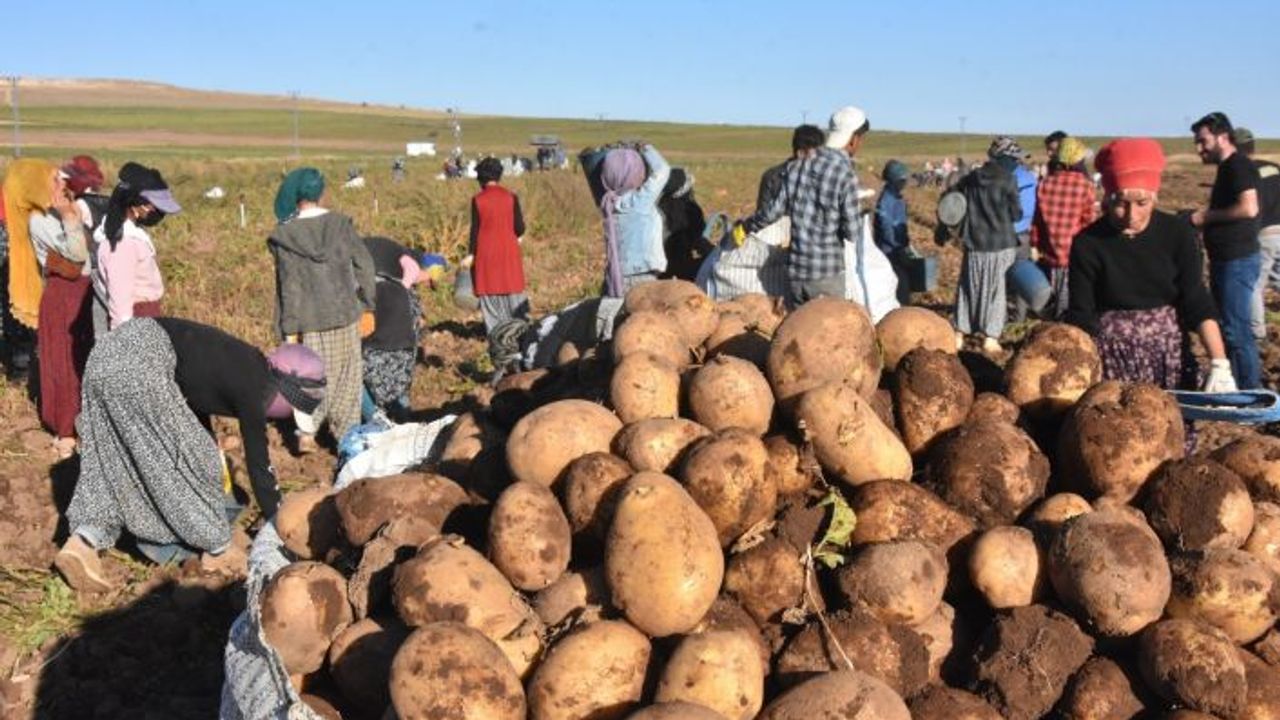 Ahlat patatesinden 450 milyon TL gelir