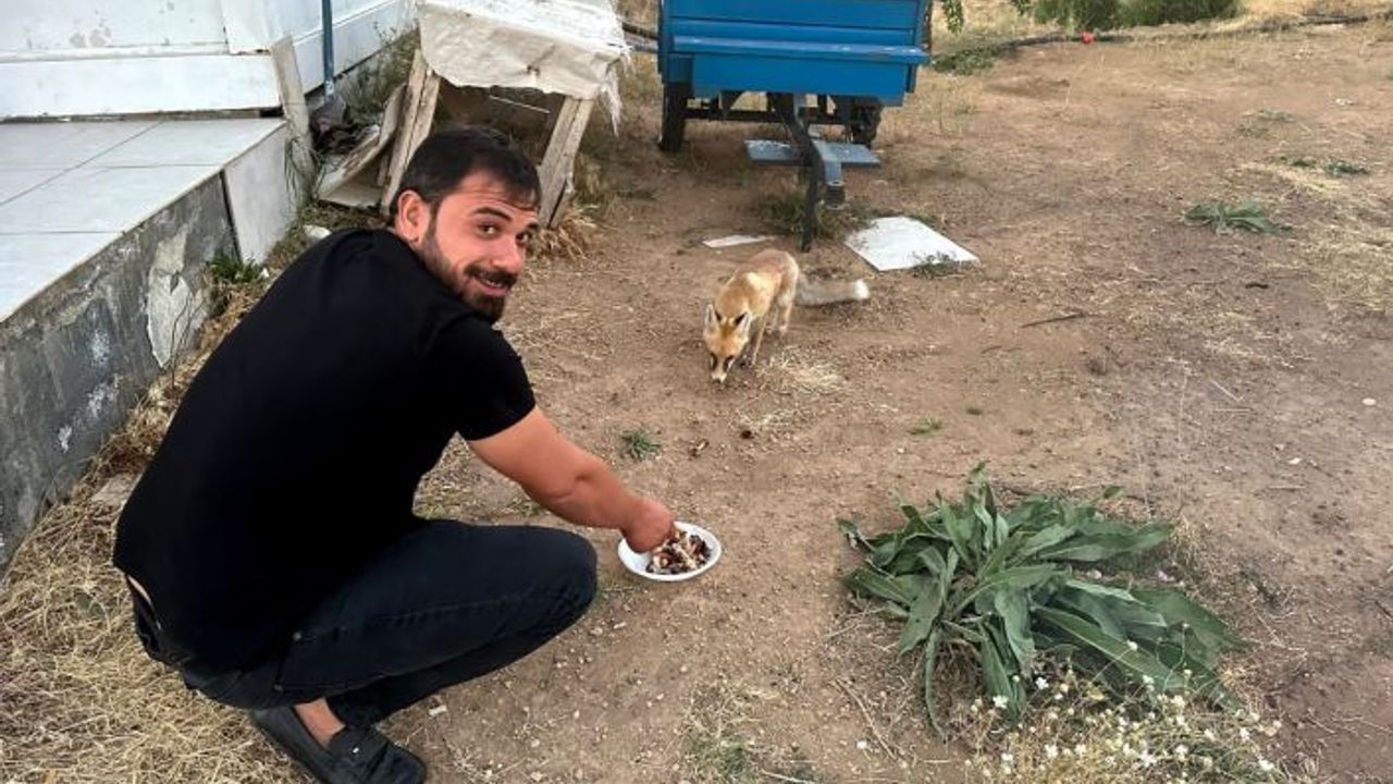 Davetsiz misafir yavru tilki, piknikçilerin sofrasına ortak oluyor