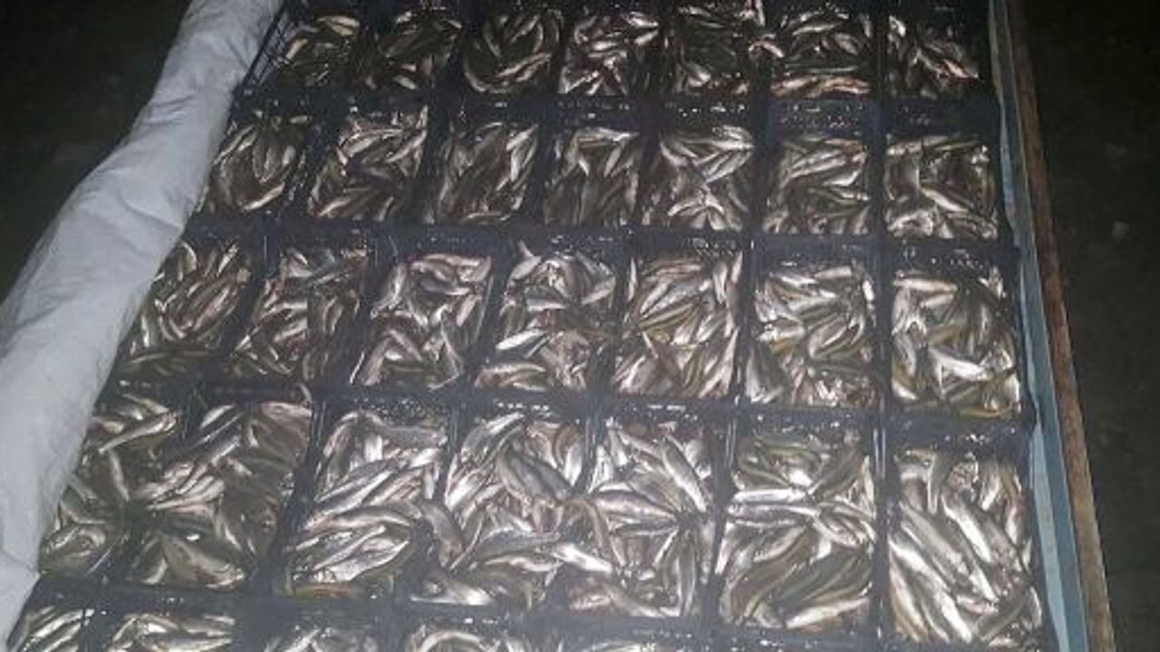 AHLAT'TA KAÇAK AVLANAN 2 TON İNCİ KEFALİ BALIĞI ELE GEÇİRİLDİ