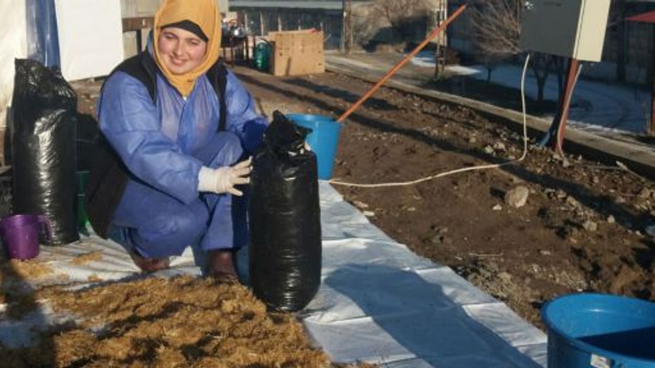 BÖLGEDE İLK VE TEK İSTİRİDYE MANTARI ÜRETİM TESİSİ AHLAT’TA AÇILDI