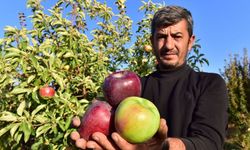 Ahlat elması yurt içi ve yurt dışı pazarında